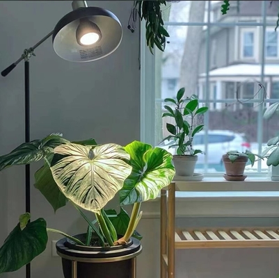 LED 플랜트 성장 조명 20W LEDPAR30 85V-265V 입력 전압 및 기타 기본 유형